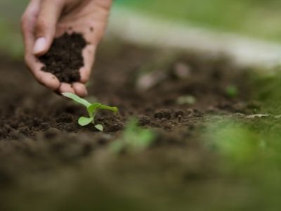 Jak stworzyć odpowiednią glebę ogrodową?